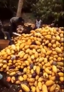 Harvested Cocoa Pods